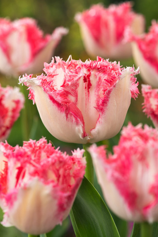 Tulpen Yasmine Blumenzwiebeln Und Herbstrhizome Tulpen Tulipa