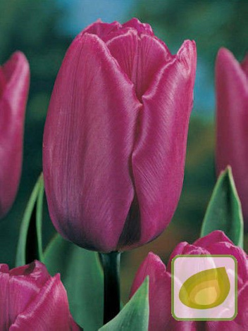 Tulpe Tulipa Purple Bouquet Blumenzwiebeln Und Herbstrhizome