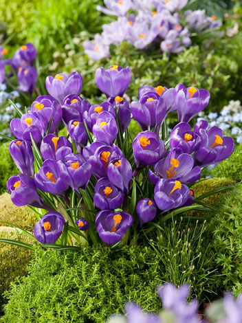 Großblütiger Krokus Crocus Flower Record 10 St Blumenzwiebeln