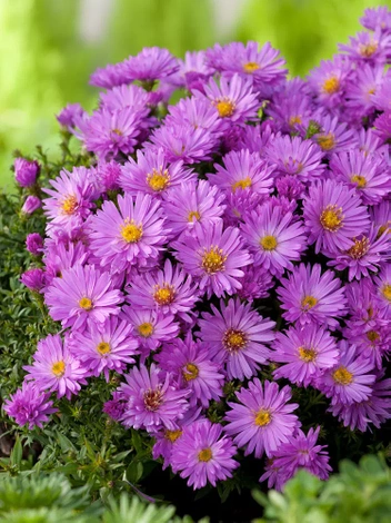 Aster Aster Dumosus Anneke 1 St Blumenzwiebeln Und