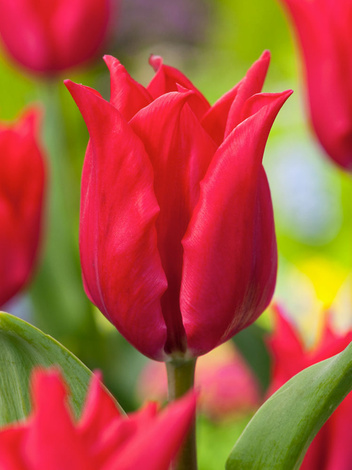 Tulpe Tulipa Pretty Woman St Blumenzwiebeln Und Herbstrhizome