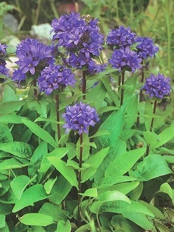 Glockenblume Campanula Glomerata Blau St Blumenzwiebeln Und