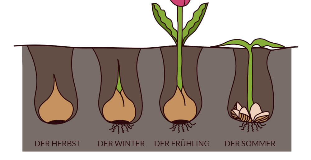 Wann solte man Tulpen pflanzen?