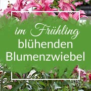 Wiadomości - Liste - Cebule.de -Blumenzwiebeln, Blumen - Gartenshop