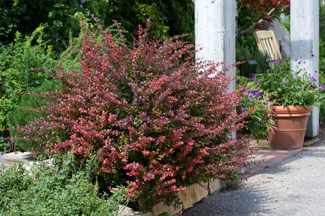 Berberis Atropurpurea - Topf P9