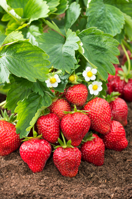 Erdbeere (Fragaria a.) 'Korona' - Topf P9