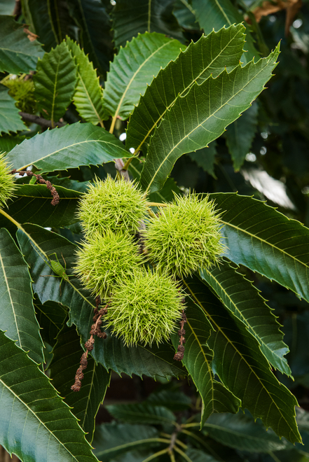 Esskastanie (Castanea) - Topf P9