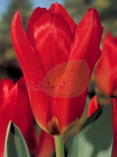 Foster's Tulpe (Tulipa) Red Emperor 5 St.