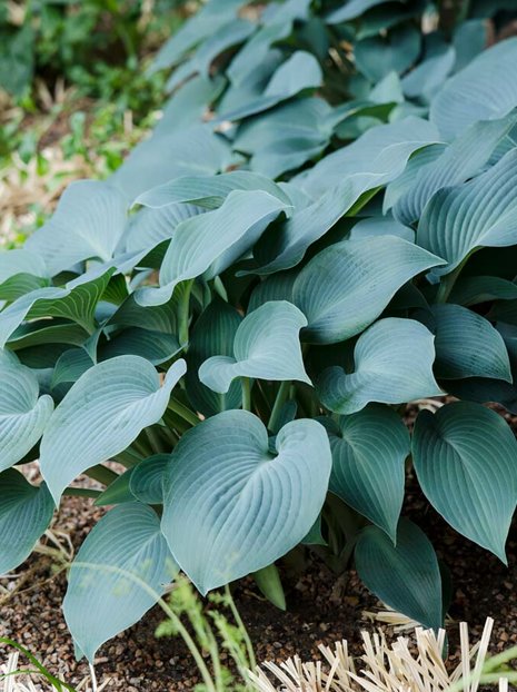 Funkie (Hosta) 'Blue Cadet'