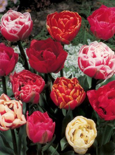 Gefüllte späte Tulpen Mix 10