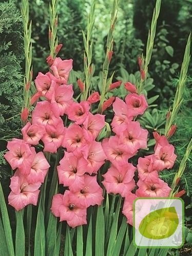 Gladiole billig (Gladiolus) Fidelio