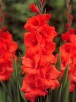 Gladiole billig (Gladiolus) 'Hunting Song'
