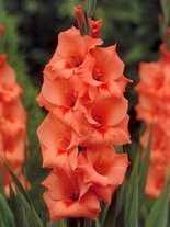 Gladiole billig (Gladiolus) 'Peter Pears'