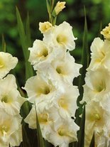 Gladiole billig (Gladiolus) 'White Friendship'