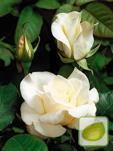 Großblumige Rose (Rosa) 'Virgo'