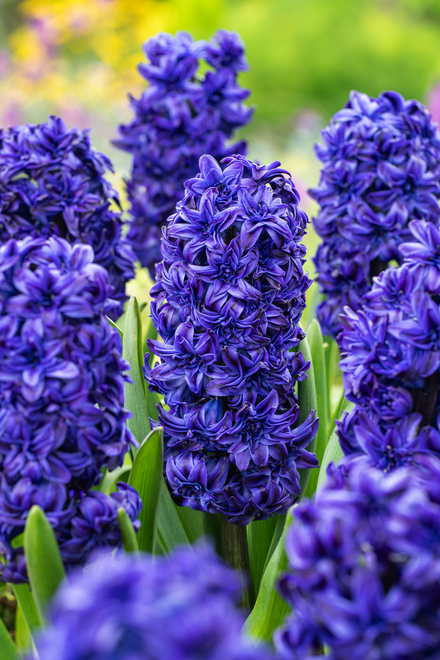 Hyazinthe ( Hyacinthus ) 'Royal Navy' 1 St.