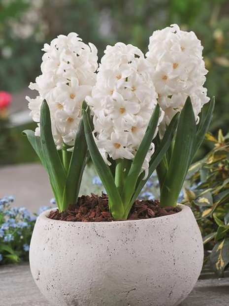 Hyazinthe (Hyacinthus) 'Top White'