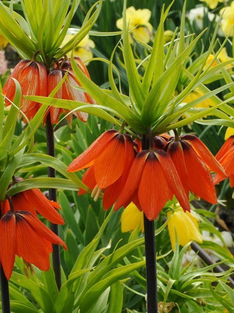 Kaiserkrone (Fritillaria) 'Aurora' 1 St.