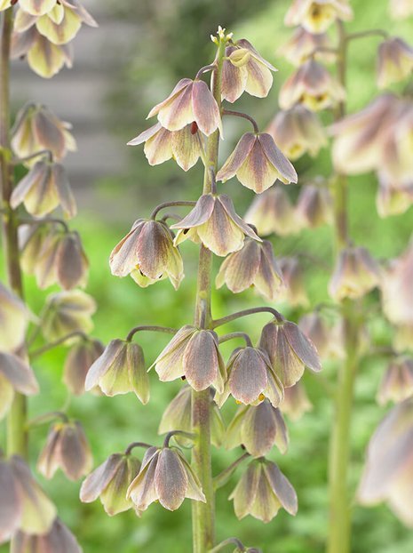 Kaiserkrone (Fritillaria) 'Green Dreams' 1 St..