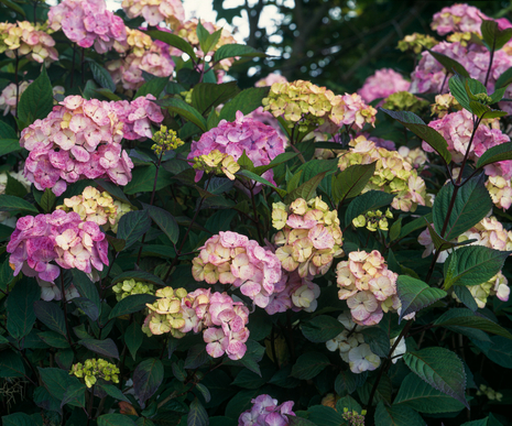 Kleinwüchsige Gartenhortensie (Hydrangea serrata) Serrata - Topf P9