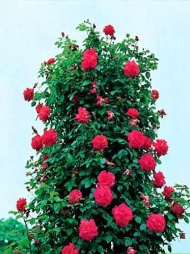 Kletterrose Rose (Rosa) 'Musimara'