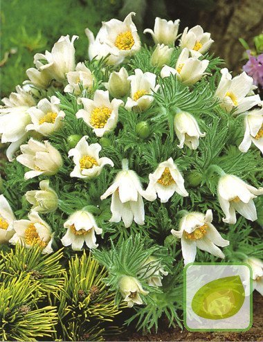 Kuhschelle (Pulsatilla) White