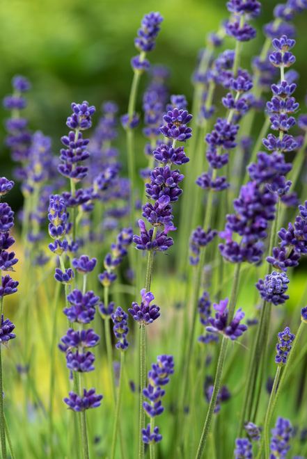 Lavendel (Lavandula) 'Hidcote' - Topf P9