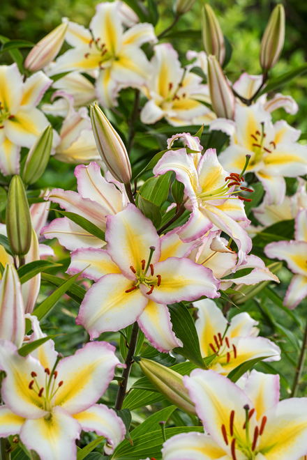 Lilie (Lilium) 'Primrose Hill' 1St.