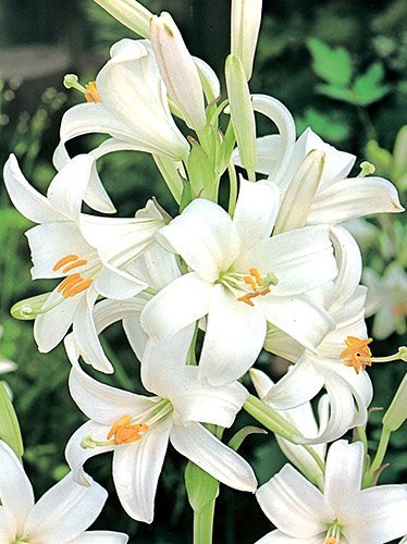 Lilie des heiligen Joseph (Lilium candidum) 1 St.