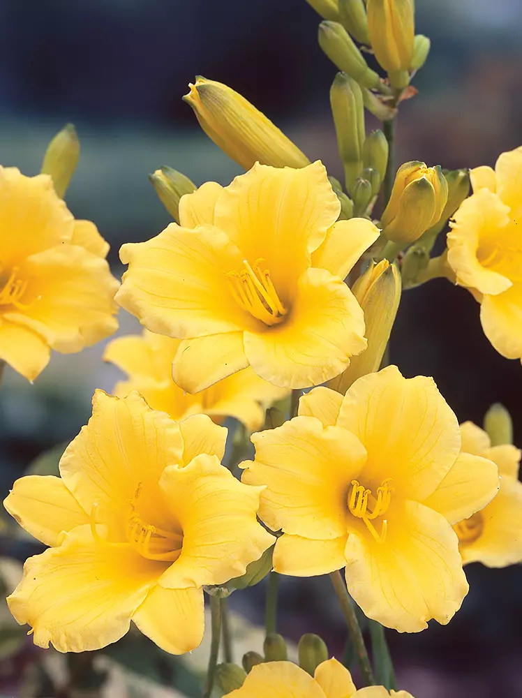 Lilienbäume (Hemerocallis)