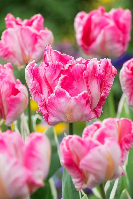 Papagei Tulpe (Tulipa) Elsenburg 5 St.