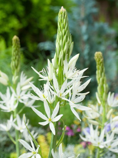 Prärielilie (Camassia) 'Leichtinii Alba'