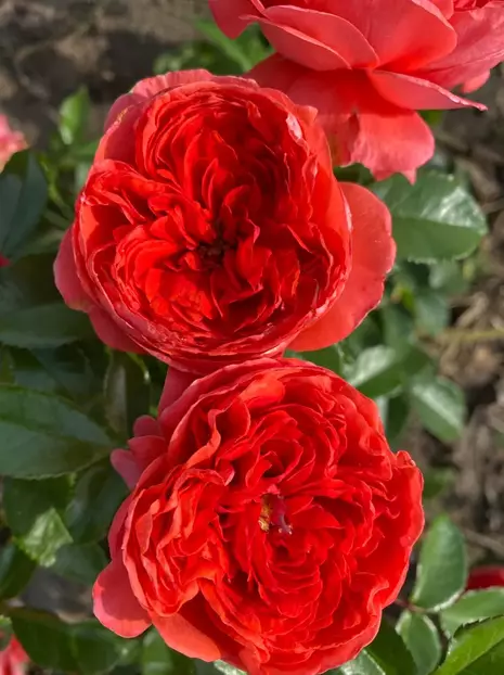 Rose (Rosa) 'Raspberry Rose'