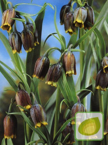 Schachbrettblume (Fritillaria) Uva Vulpis 5 St.