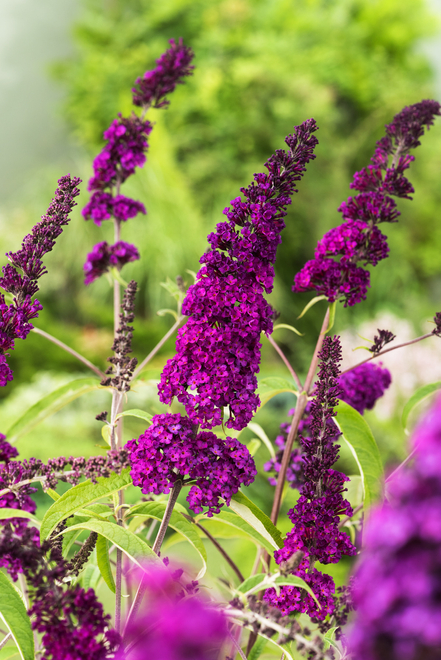 Schmetterlingsstrauch (Buddleja davidii) 'Royal Red' - Topf C2