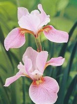 Schwertlilie (Iris siberica) 'Memphis Memory'