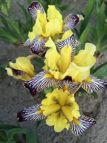 Schwertlilien (Iris) Golden Zebra