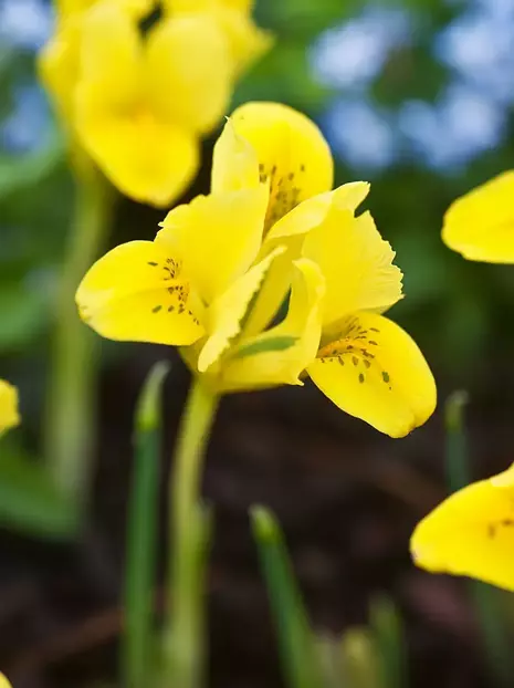 Schwertlilien (Iris reticulata) 'Danfordiae' 5 St