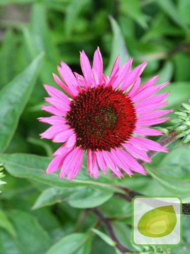 Sonnenhut (Echinacea) purpur