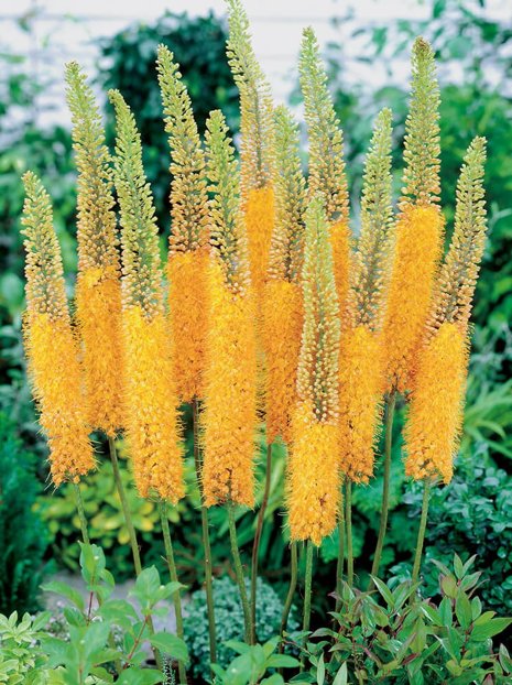 Steppenkerzen (Eremurus) Pinokio