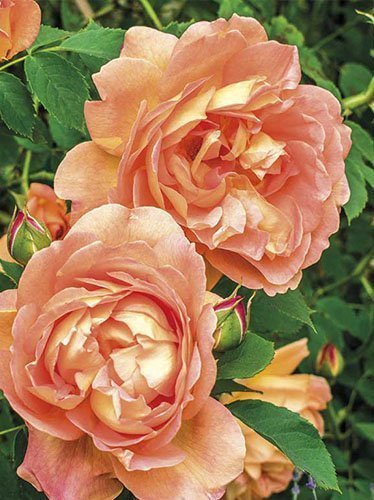 Strauchrose Rose (Rosa) 'Westerland'