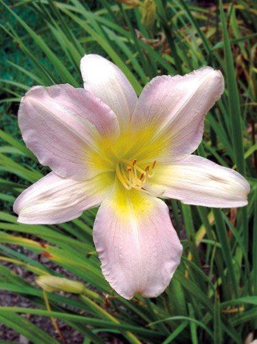 Taglilie (Hemerocallis)  Catherine Woodbury 1 St.