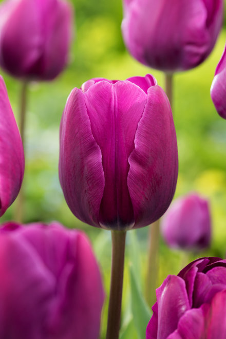 Tulipa 'Negrita'