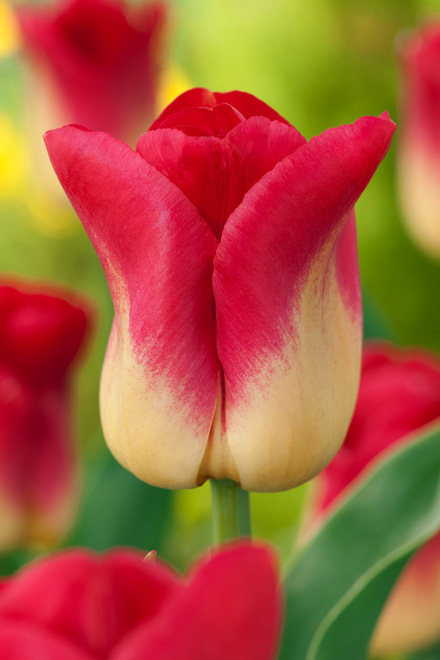 Tulpe Triumph (Tulipa) 'Match' 5 St.