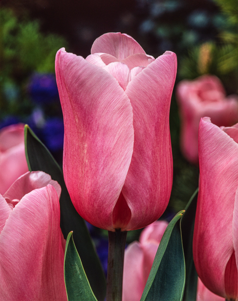 Tulpe Triumph (Tulipa) 'Mistress' 5 St.