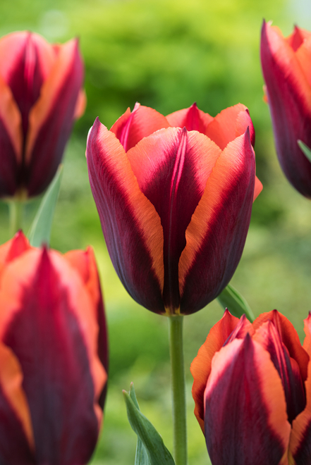 Tulpe Triumph (Tulipa) Slawa 5 St.