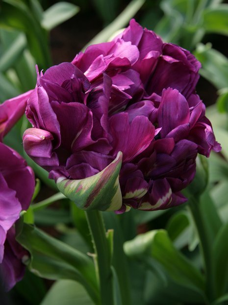 Tulpe (Tulipa) 'Double Negrita'