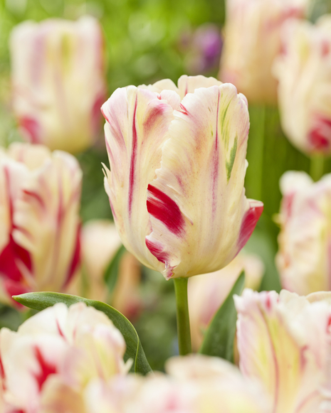 Tulpe ( Tulipa ) Flaming Art 5 St.