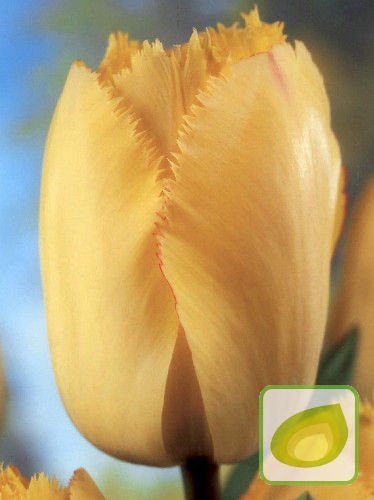 Tulpe (Tulipa) 'Fringed Elegance'