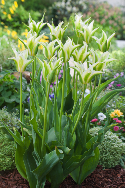 Tulpe ( Tulipa ) Green Star 5 St.